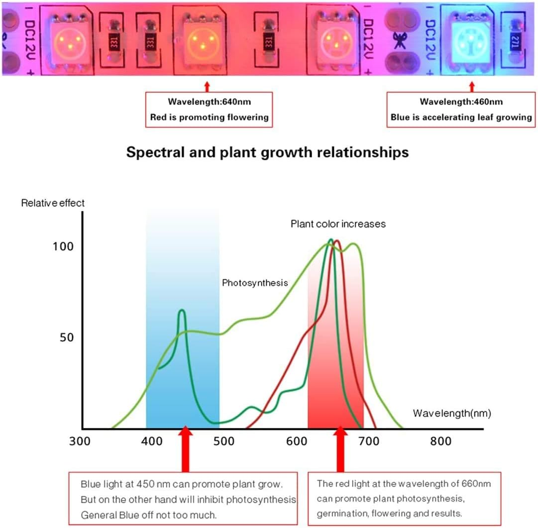 Tesfish LED Plant Grow Strip Light DC 12V IP65 Waterproof Full Spectrum SMD 5050 Red Blue 3:1 Rope Lights for Aquarium Greenhouse image number 5