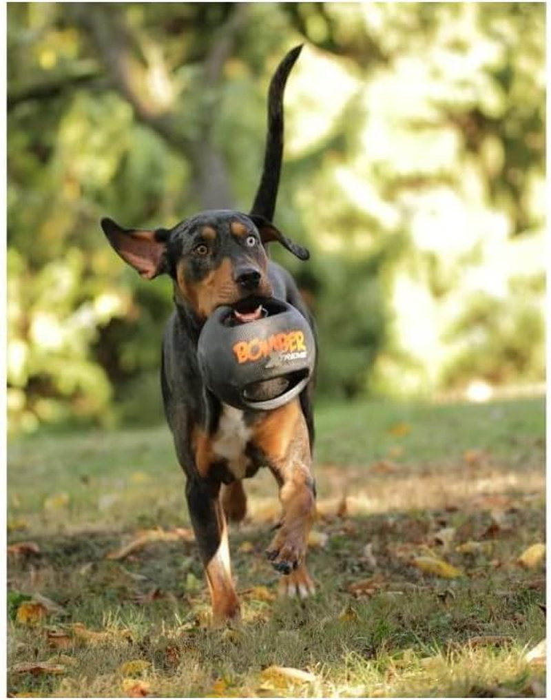 Zeus Xtreme Bomber Dog Toy, Mini