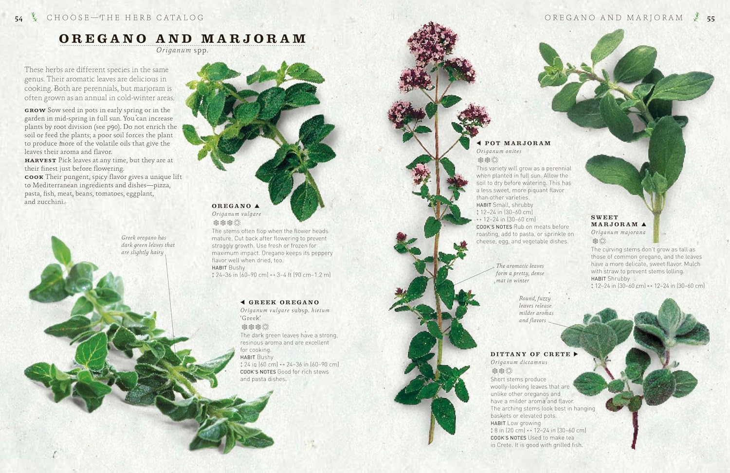 The Cook'S Herb Garden: Grow, Harvest, Cook image number 1