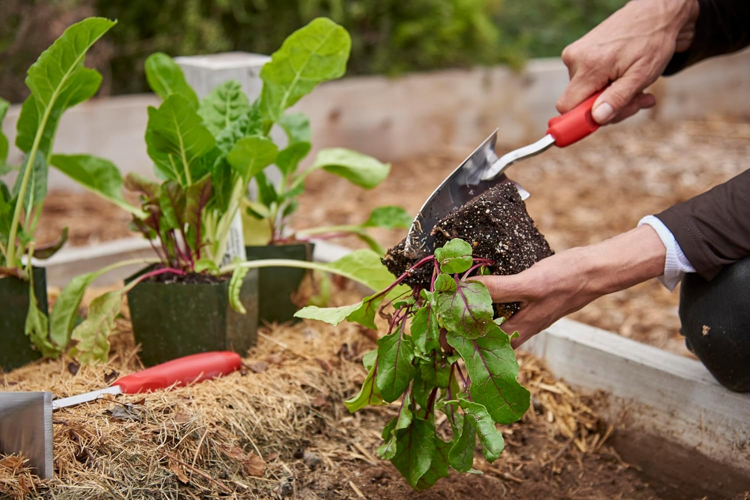 Corona K & S Precision Metals Stainless Steel Comfortgel Transplanter, Red image number 3