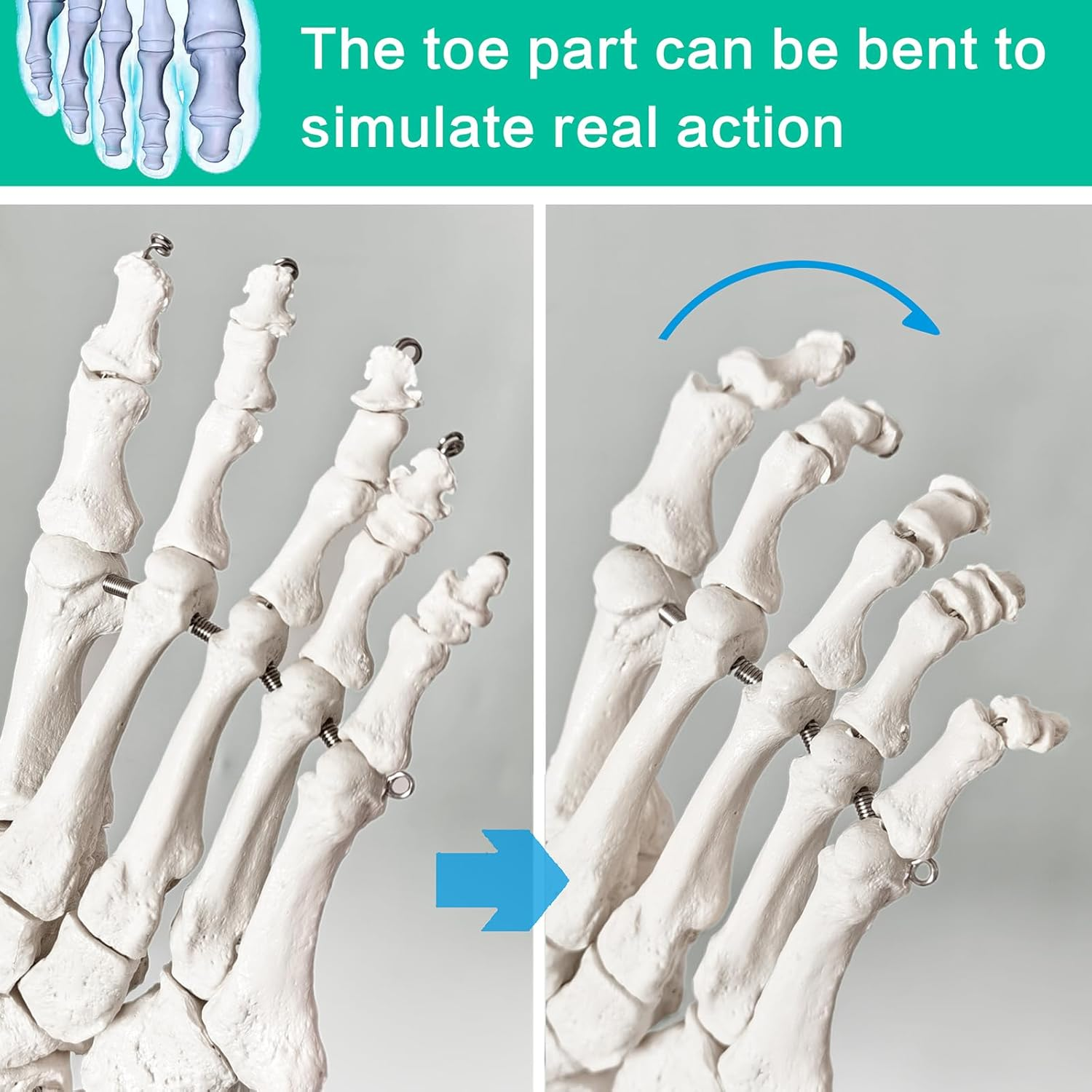 2025 New Design Life Size Medical Human Foot and Ankle Model, Anatomy Foot Skeleton Model W/Tibia Fibula, Right, Fully Articulated, Human Skeleton Model for Medical Study & Science Classroom image number 2