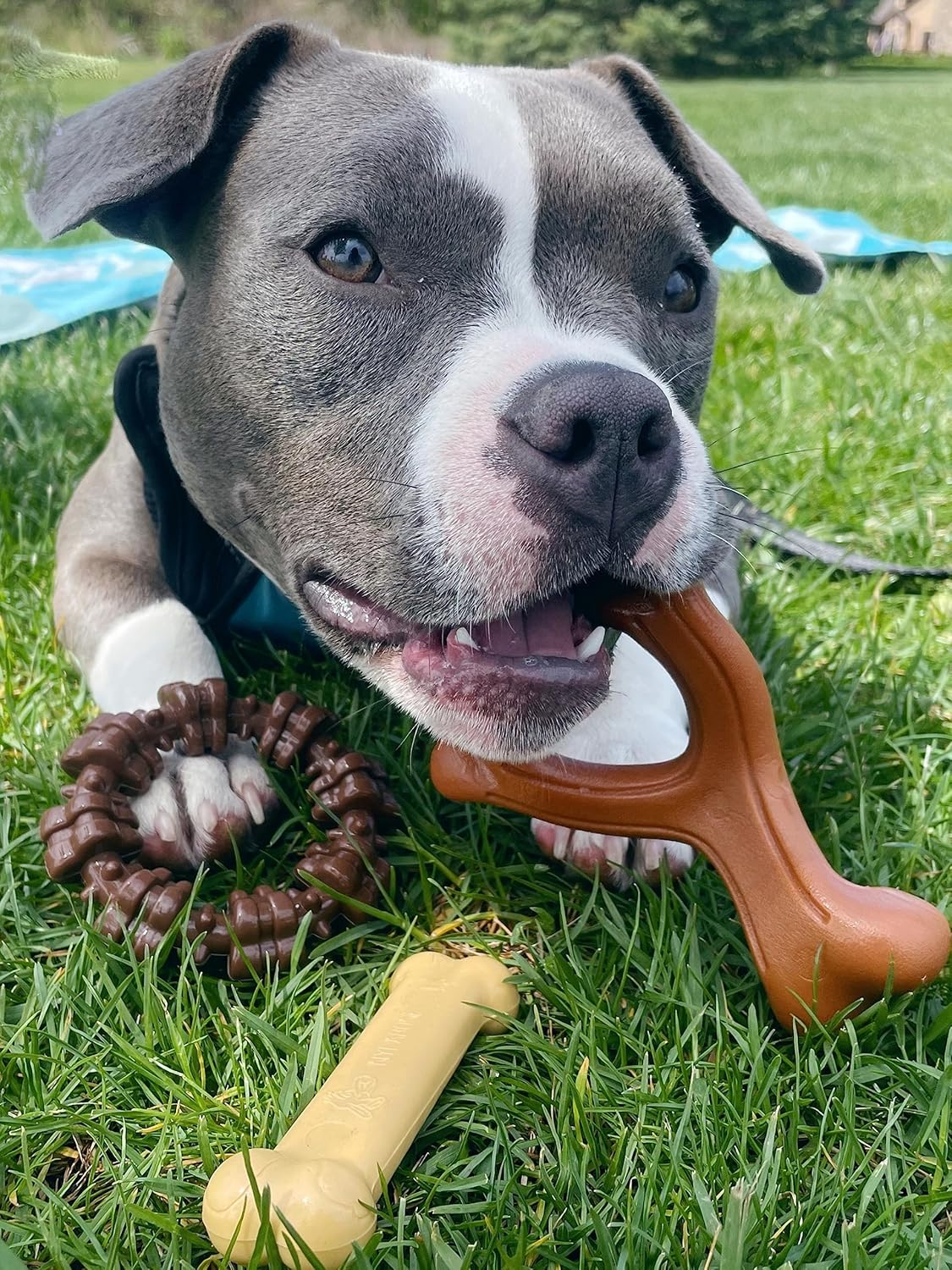 Nylabone Power Chew Toys Customer Favorites Bundle - Dog Toys for Aggressive Chewers, Indestructible Dog Toys for Small Dogs in 3 Shapes and Flavors - Flavor Medley, Small/Regular (3 Count) image number 1