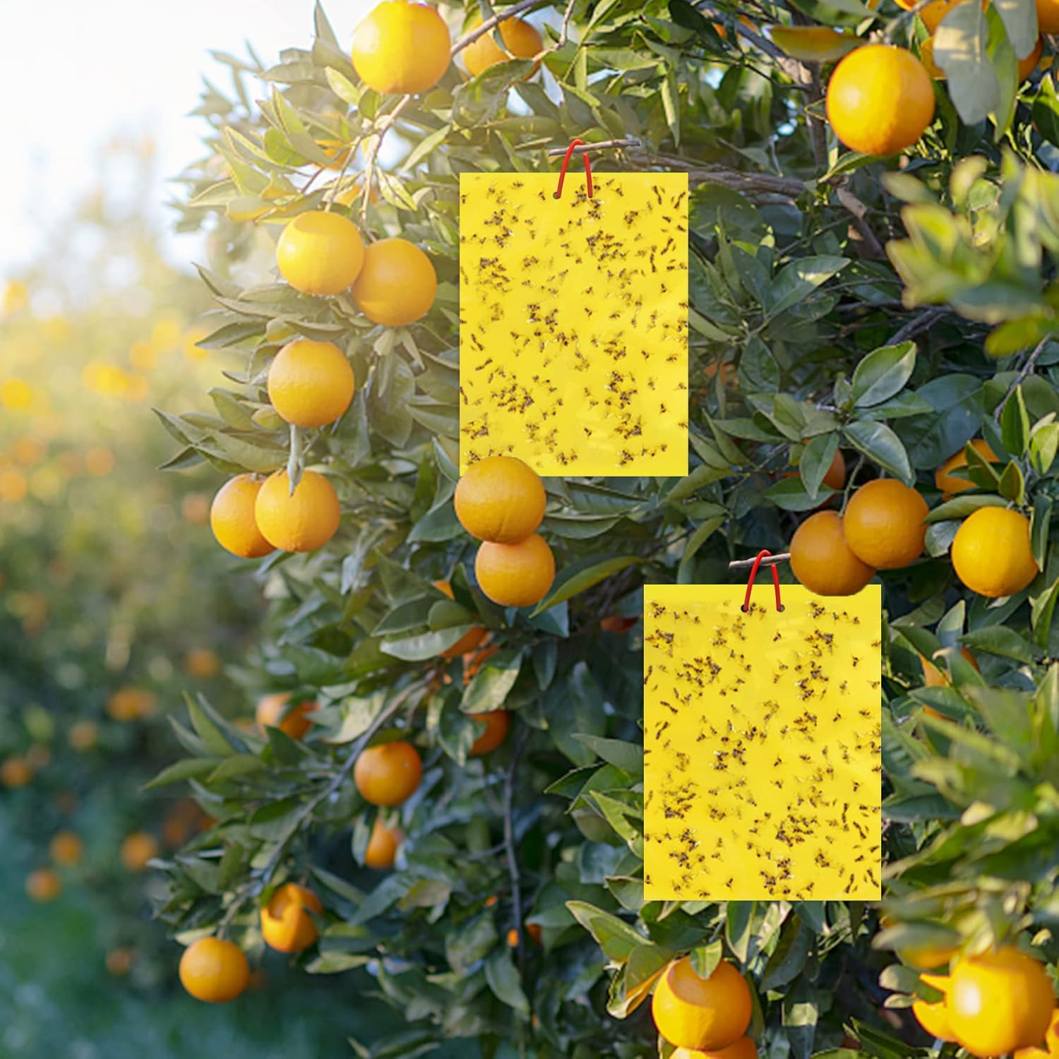 36 Pcs Combo Sticky Traps for Fungus Gnat (Plants), Flying Insect, Whitefly and Fly, Yellow Sticky Insect Catcher Traps for Indoor/Outdoor, Kitchen, and Plants, High-End Glue, Non-Toxic, 5 Shapes image number 5