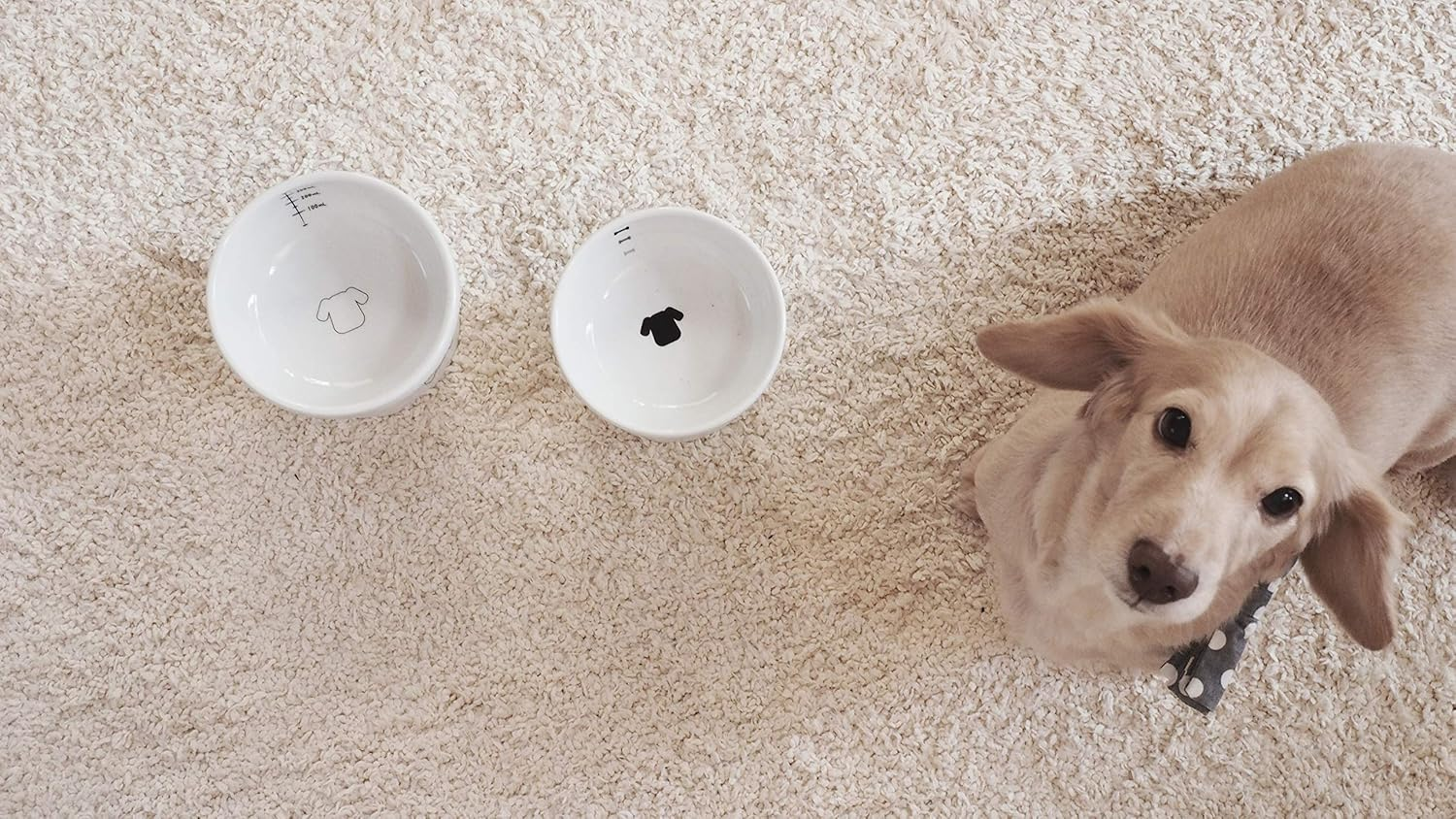 Necoichi Raised Dog Water Bowl image number 5