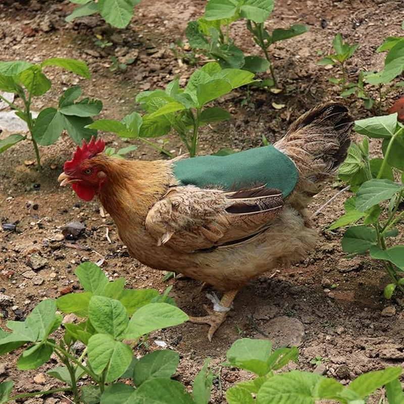 Chicken Saddles for Hens | 3X Chicken Hen Mating Saddle Clothes - Protective Small Medium Breeds Poultry Clothes for Farm Yard Garden Outdoor (Multicolor) image number 3