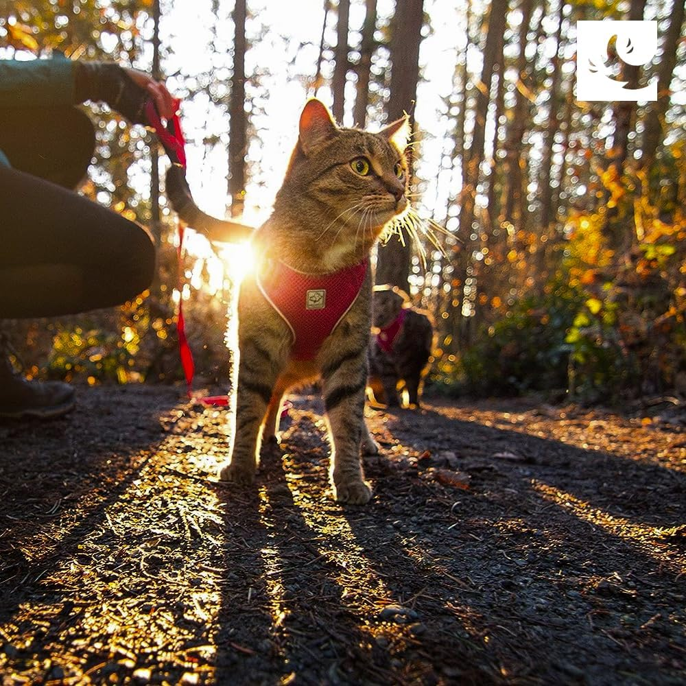 RC Pets Adventure Kitty Cat Harness, Small, Maldives image number 3