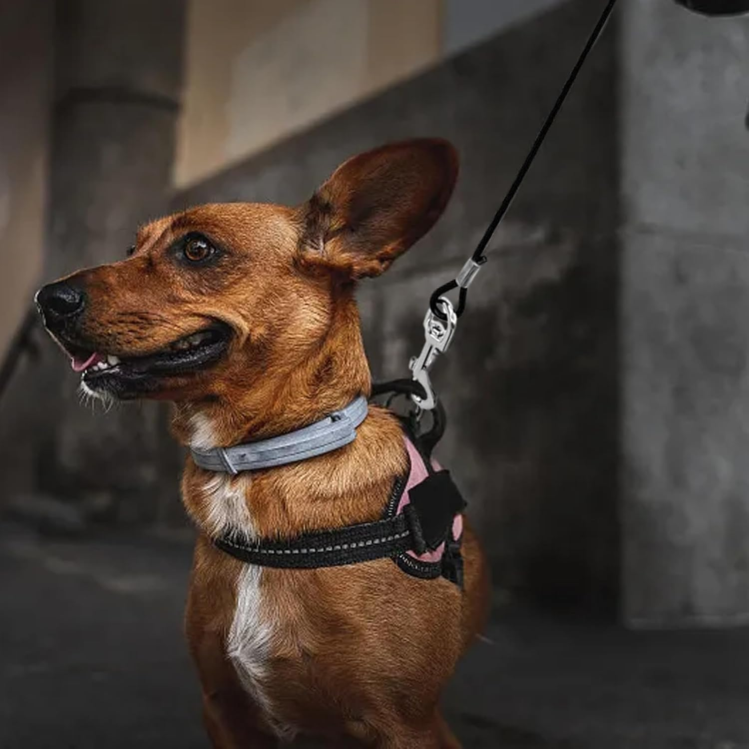 Black Tie Out Cable Leads, 2 Pack Chew Proof Dog Leash Extension Rope Non-Tangle Connect Training Tether for Yard, Outdoor and Camping image number 3