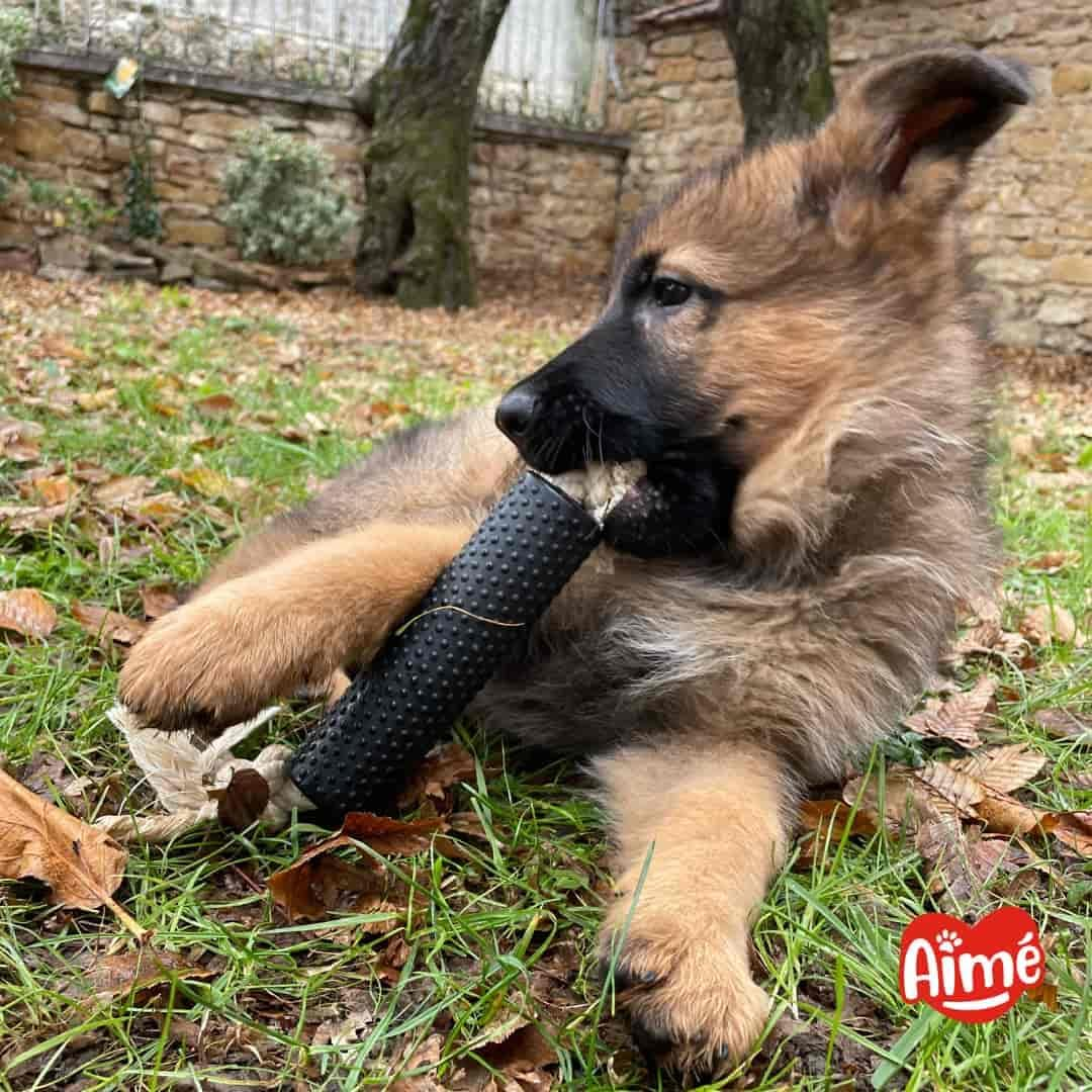 Aim&eacute; - Dog Toy - Cronos Range - Interactive Dog Toy - Dog Rope - with Dog Treat Tank - Plant and Natural - 15Cm - Heavy Duty Toy - Made in Europe image number 1