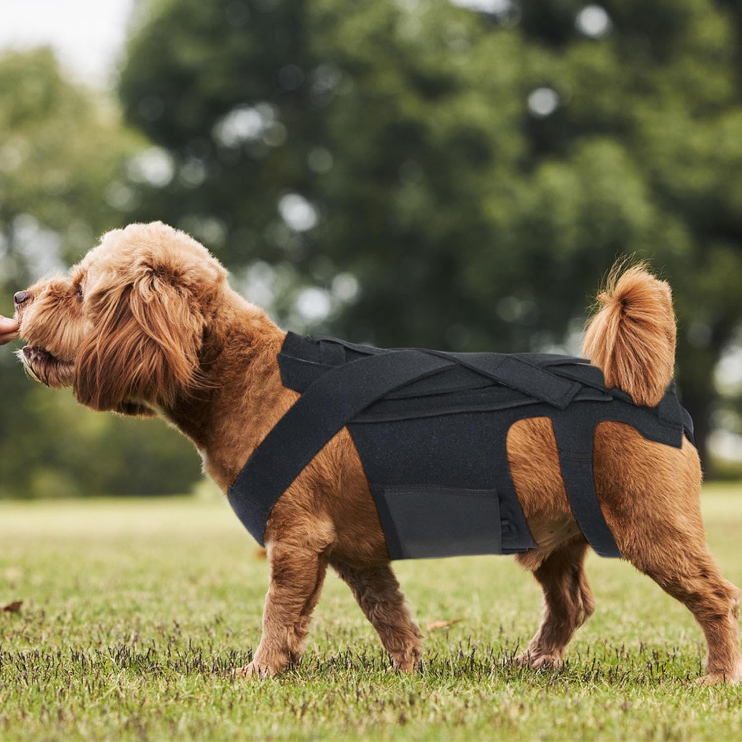 Dog Back Brace, Pet Back Support Vest Back Bracer for Dachshunds, Corgis Et Al Other Dogs IVDD Arthritis, Herniated Disc, Spinal Recovery (S Size) image number 4