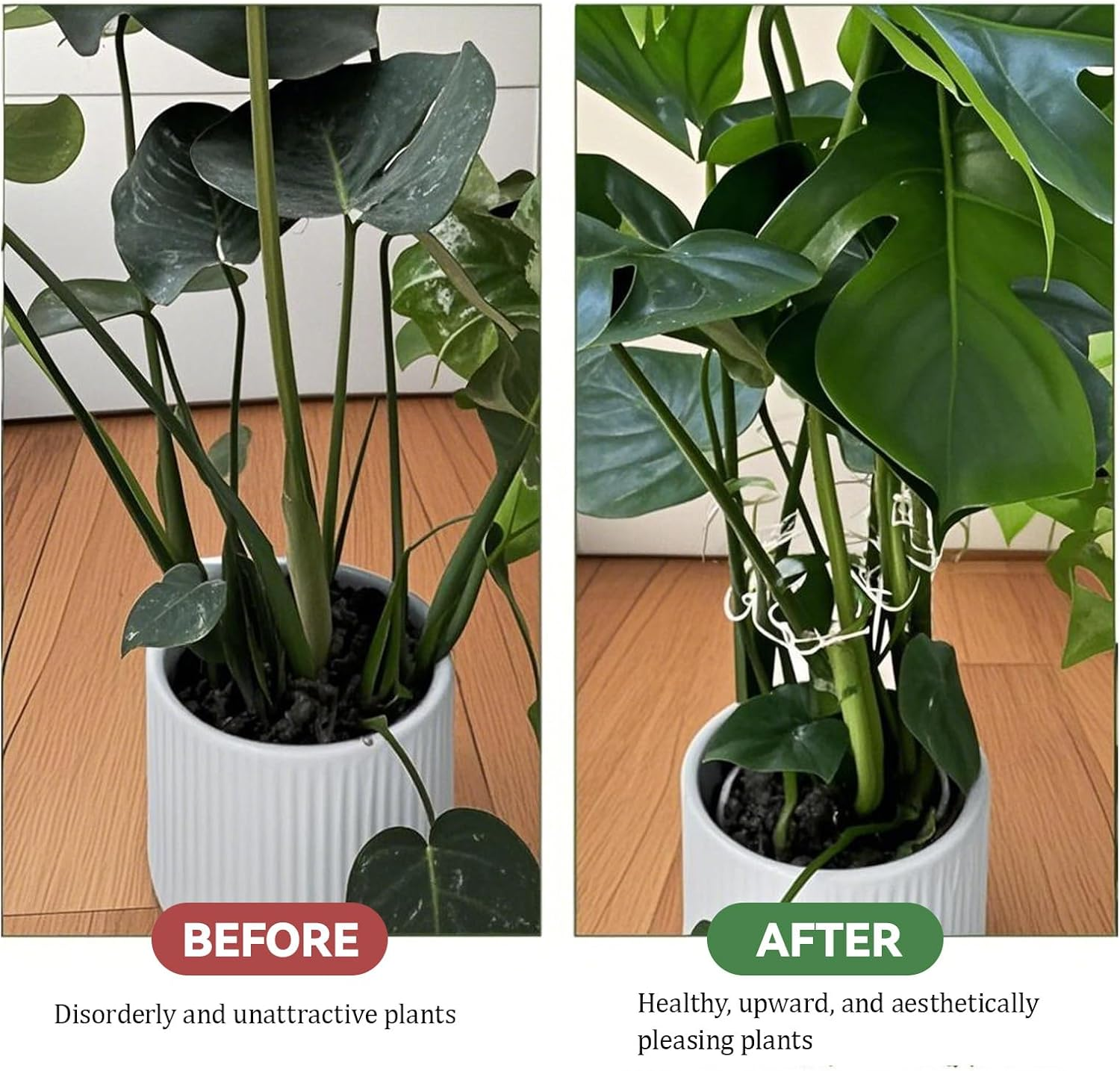 2PCS Monstera Grapple Plant Support - Turtle Shell Bamboo Clamp Set, Unique Aesthetic Plant Support Ring for Climbing Plants, Keep Indoor/Outdoor Plants Growing Vertical image number 4