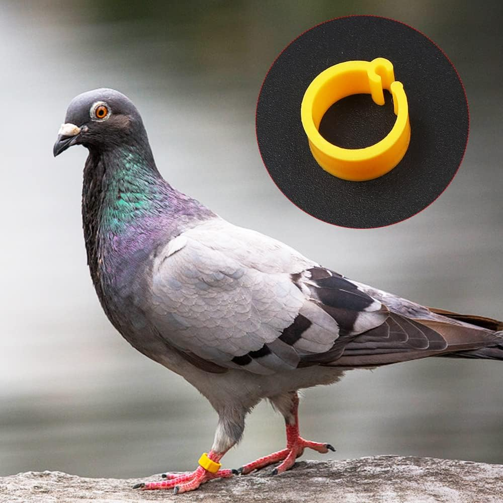 ANCLLO 200 Pcs 8Mm No Numbers Bird Leg Bands Plastic Multicolored Pigeon Foot Rings Clip on Leg Rings for Chick Bantam Finch ​Pigeons Parrots Opening Identify Leg Cuff Rings -10 Colors Mixed image number 4