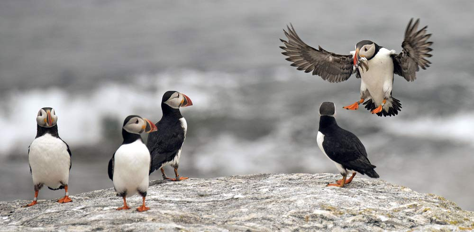 The Puffin Plan: Restoring Seabirds to Egg Rock and Beyond image number 3