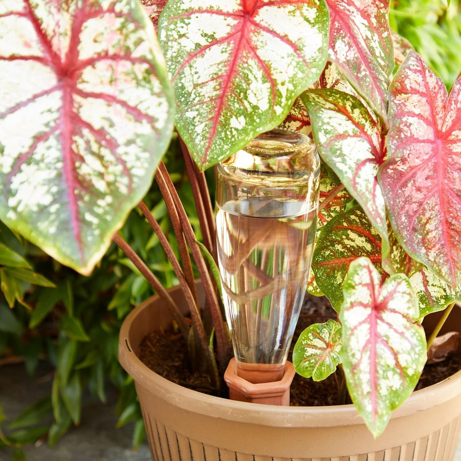 Juvale Self Watering Spikes - 6-Pack Terracotta Plant Watering Stakes, Automatic Slow Release Water Drippers for Indoor Outdoor Garden, Vacation Irrigation Device, Brown, 6.9 Inches Tall image number 4