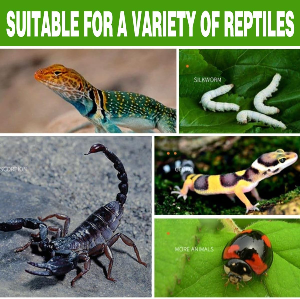 AIMALL Acrylic Reptile Climbing Pet Enclosure, Transparent Spider and Lizard Breeding Terrarium, Lightweight and Durable Design - Transparent image number 6