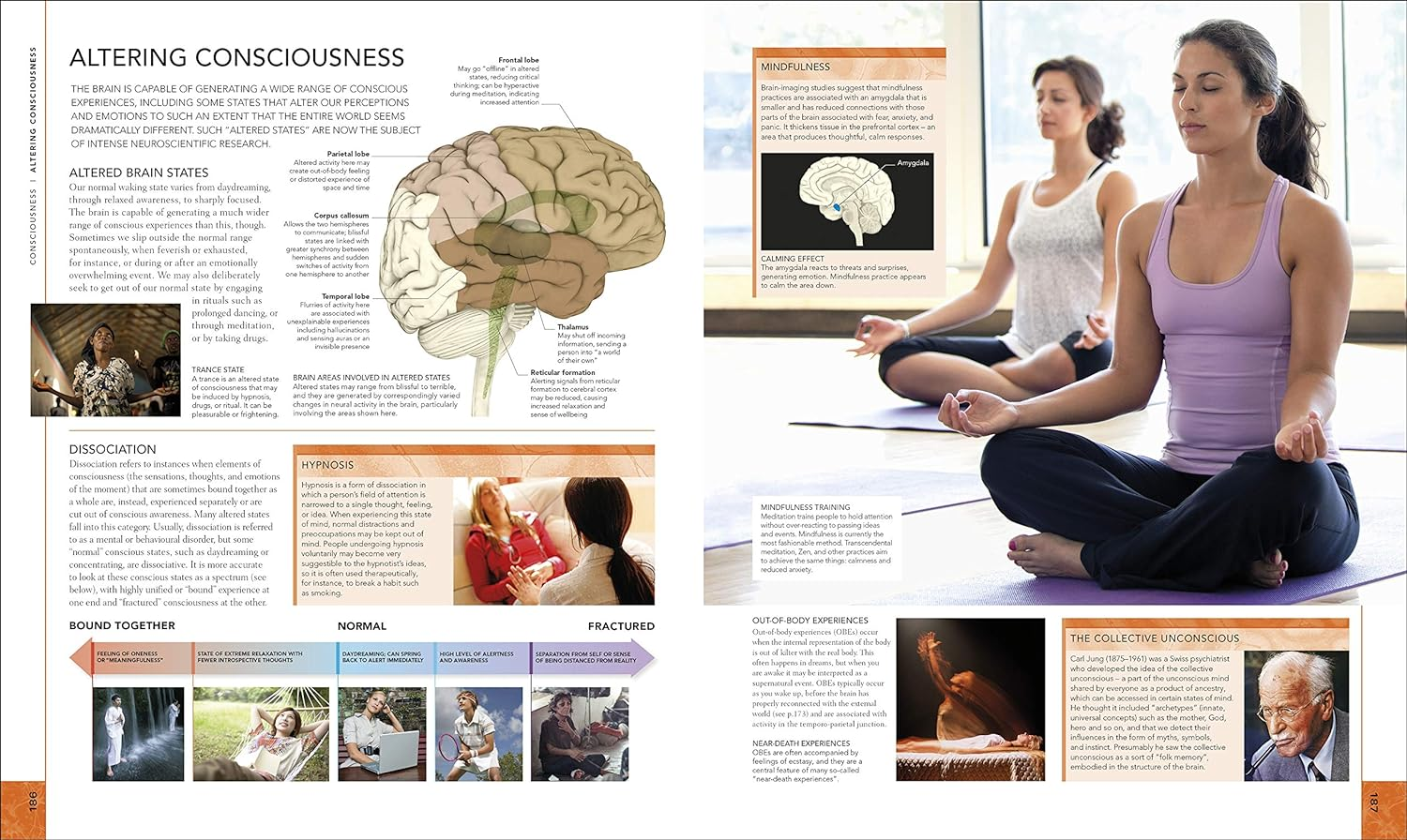The Brain Book: an Illustrated Guide to Its Structure, Functions, and Disorders image number 4