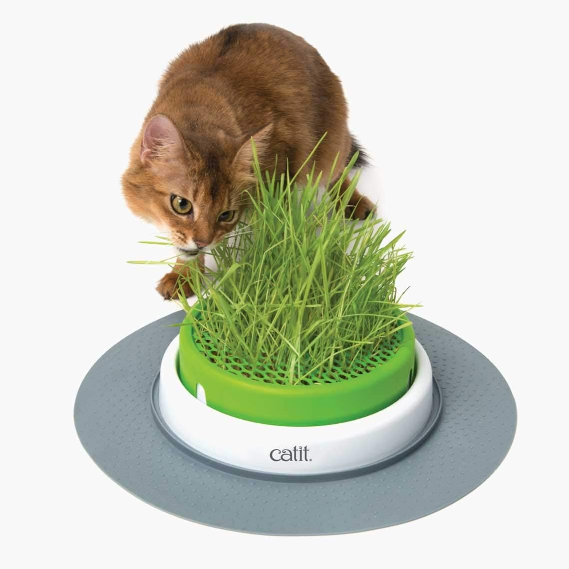 Catit Cat Toys Cat Grass Seeds (Set of 3) image number 3