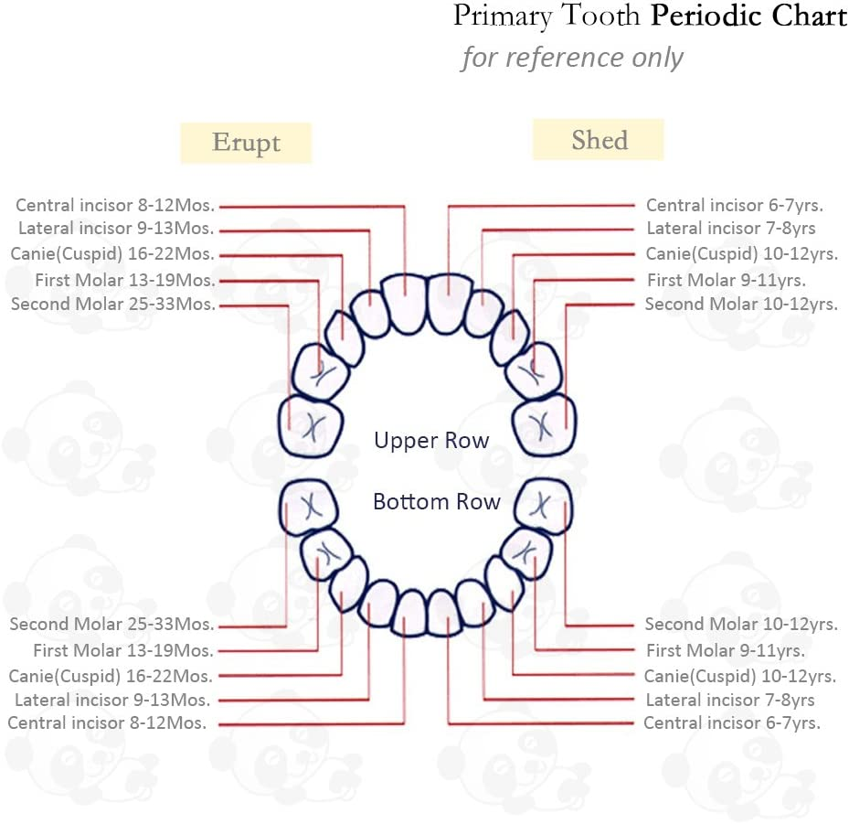 PAMBO Baby Tooth Fairy Keepsake Box- First Teeth and Curl Keepsake Box | Tooth Boxes Saver & Holders for Lost Teeth Kids-Girls - Girls image number 2