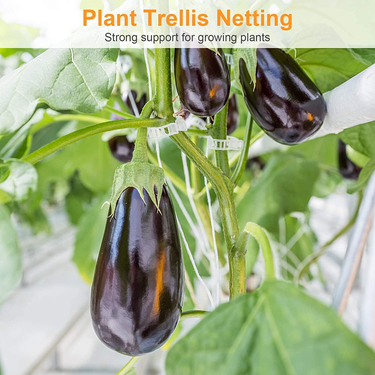 Lordap 5X30Ft Plant Trellis Netting, Heavy-Duty Polyester Grow Net, Garden Trellis Netting with Square Mesh for Climbing Plants, Vegetables, Fruits, and Flowers (5X30Ft) image number 5