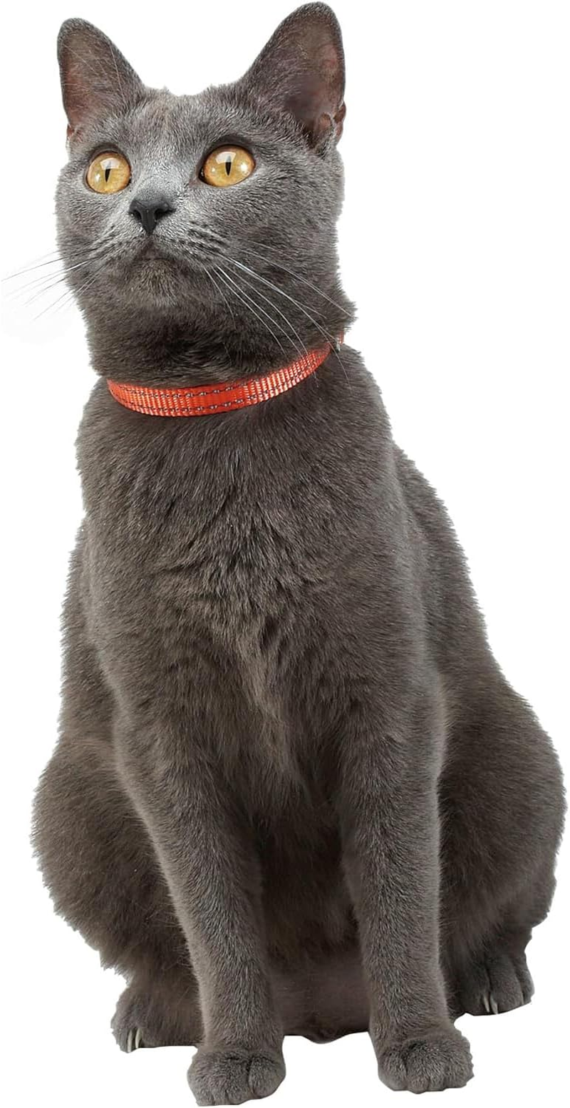 Bobby Safe Coloured Nylon Cat Collar, Durable, Choke Resistant, Reflective, Adjustable, Turquoise - 30 X 1 Cm