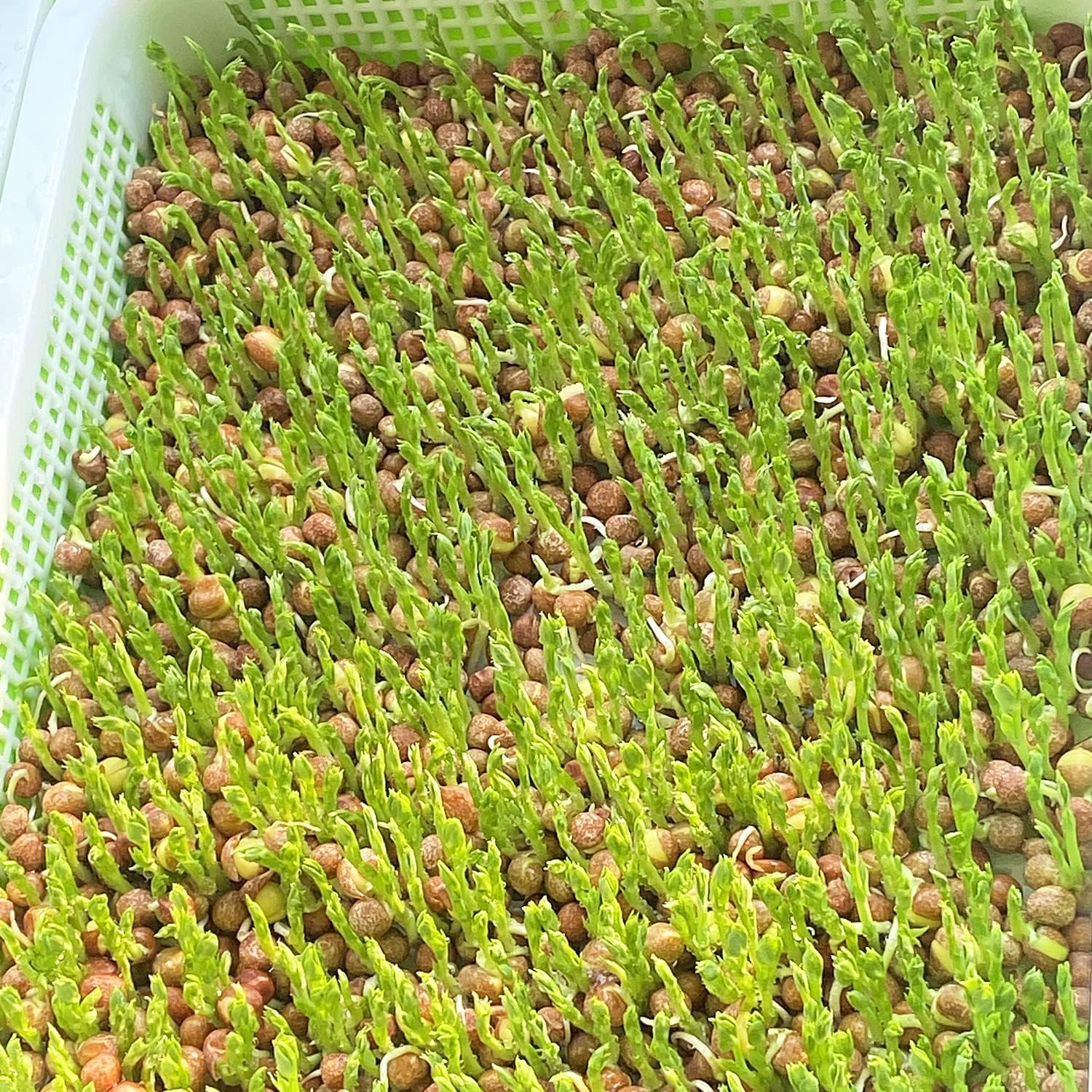 Seed Sprouting Tray, 10PCS Microgreens Growing Trays Big Capacity Sprouts Growing Kit Soil-Free Sprouter Tray for Sprouting Seeds, Beans, Wheatgrass (Without Lids, Green)