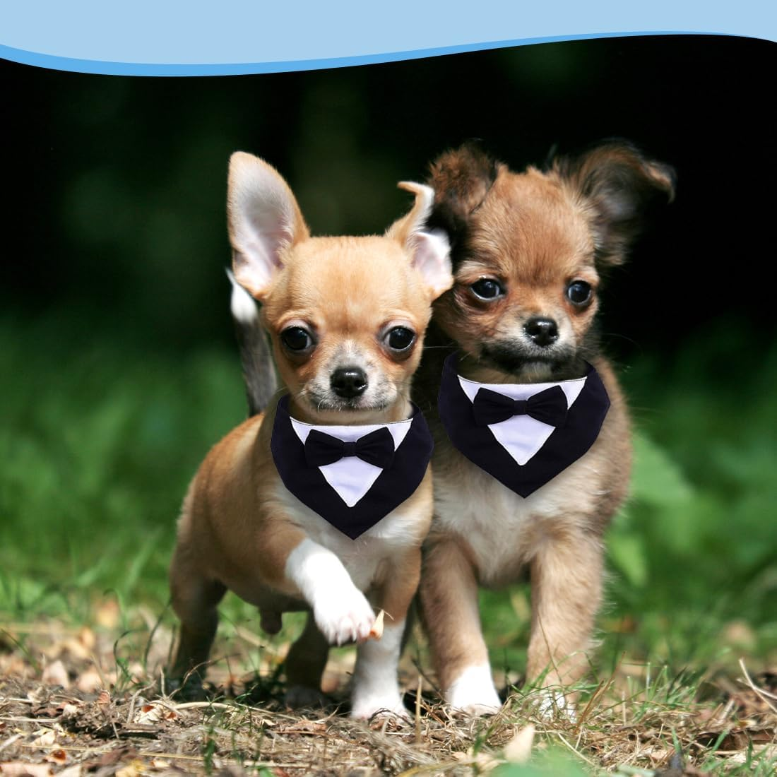 Dog Tuxedo Bandana, Dog Bandana, Dog Wedding Bandana, Formal Dog Tuxedo Bandana, Adjustable Dog Tie, Dog Bowtie, Dog Tuxedo Bandana image number 3