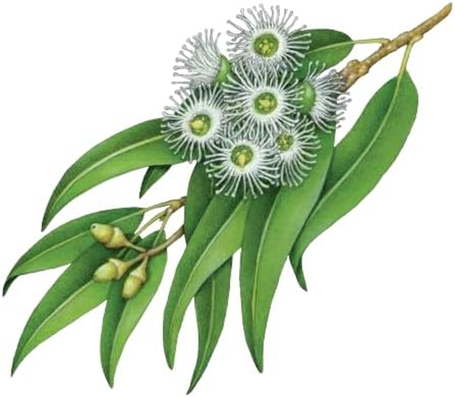 Koala Eco Tea Tree and Lemon Scented Natural Hand and Surface Spray, 125 Ml