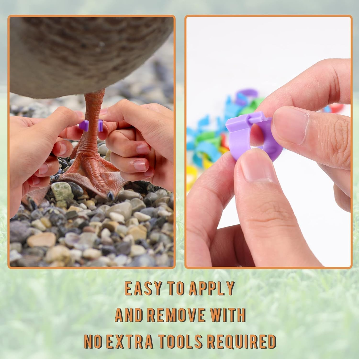 100 Pcs Chicken Leg Rings for Ducks, Pigeons, Guinea Pig, Goose - Numbered Poultry Foot Bands - Chicken Leg Marker Clips - Ideal for Easy Identification and Tracking (16Mm) image number 4