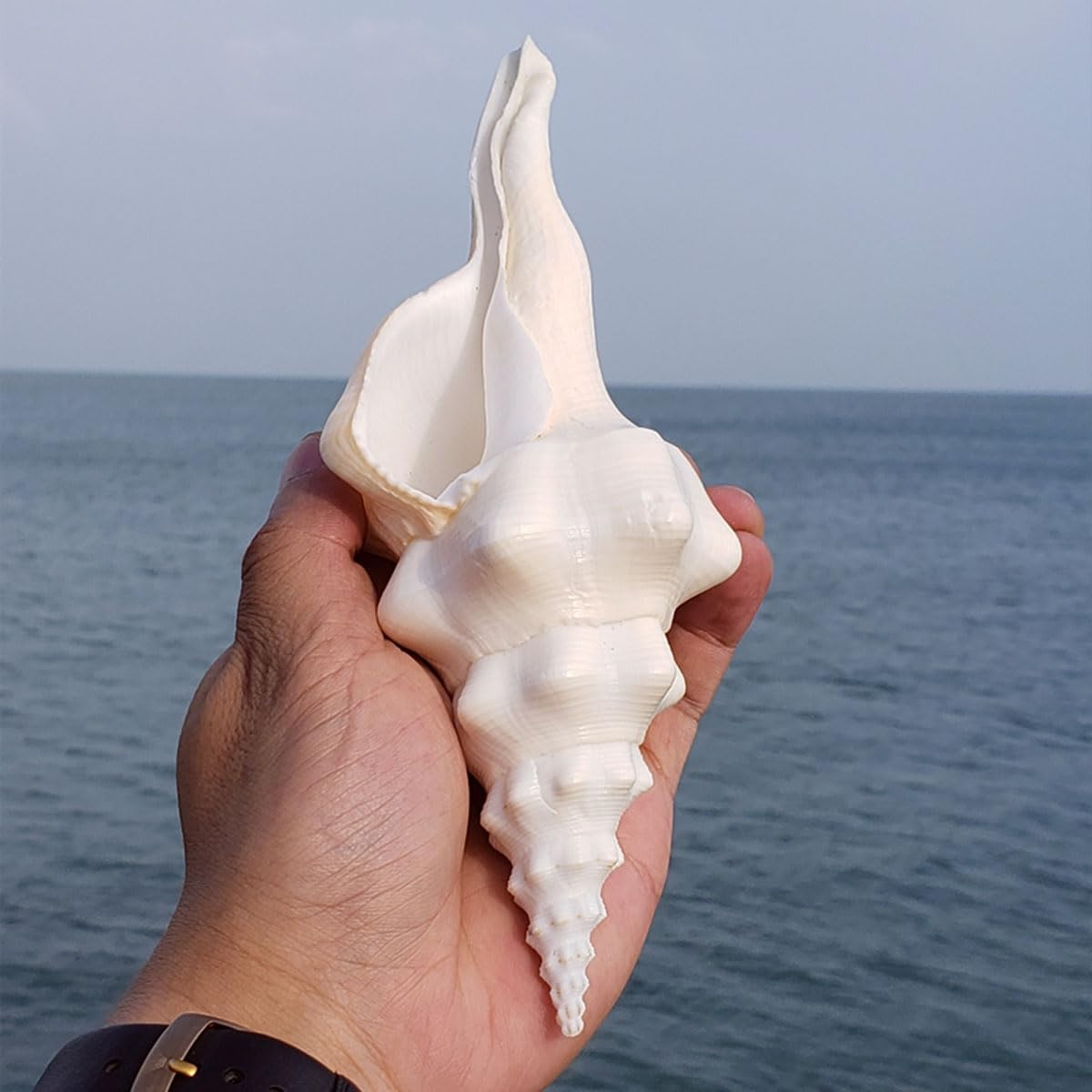 Shells,Conch Shell, Shells Natural Super Conch Landrace Spiral Snail for Decorations DIY Crafts Various(18~19Cm)