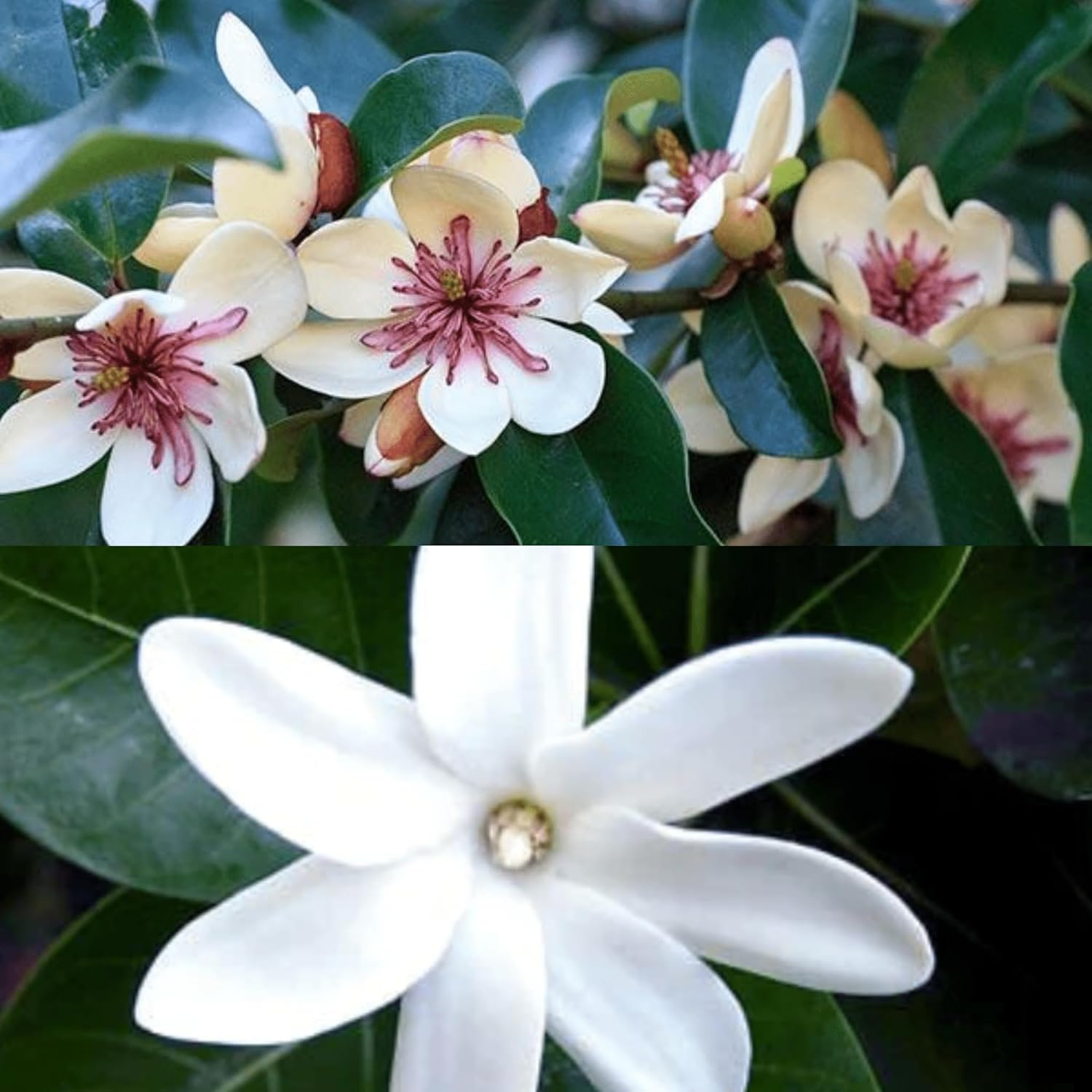 Saponificio Artigianale Fiorentino Magnolia & Tiare Flower 12X100G image number 1