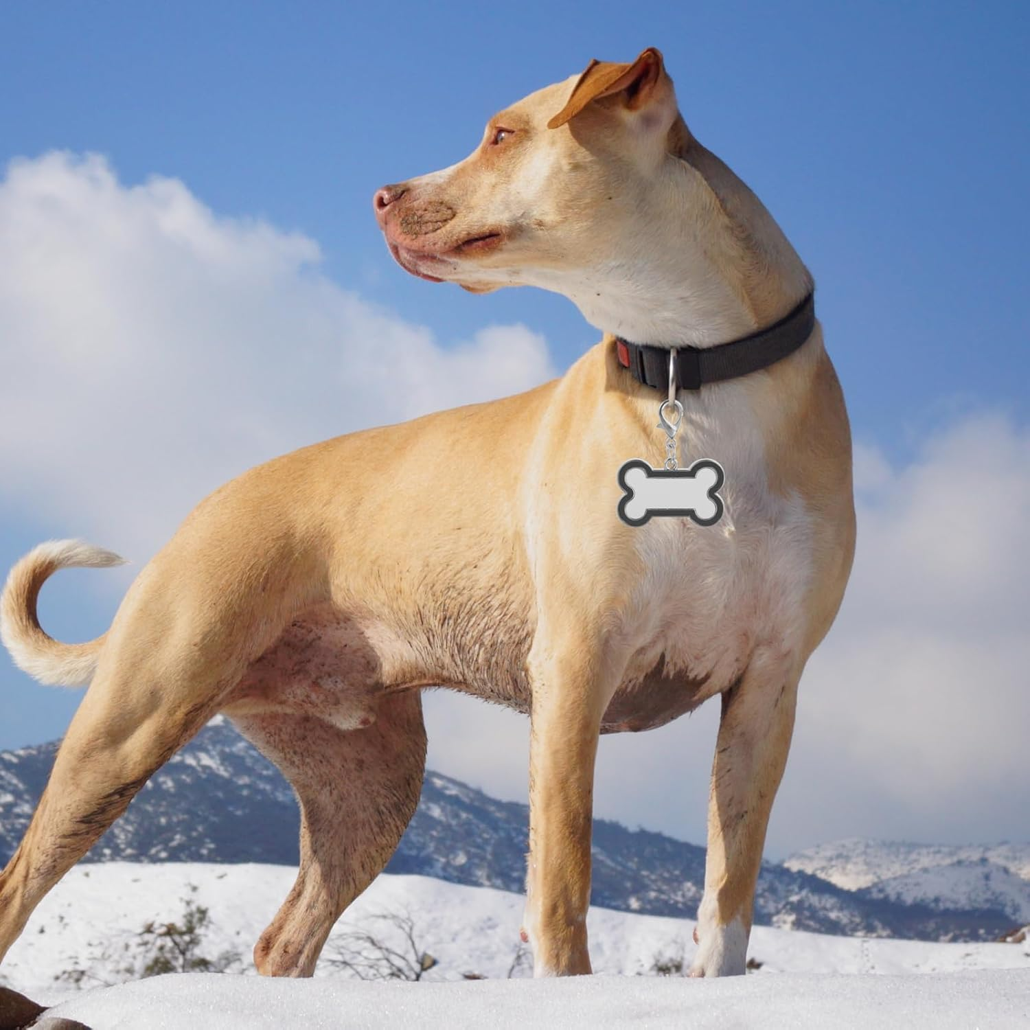 LUOZZY 4 Pcs Sublimation Blank Dog Tags Heat Transfer Puppy Kitten Tags Pendent Blank Craft Pet Tags Supplies - Black image number 6