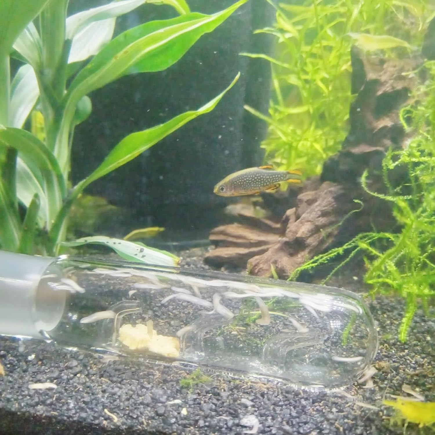 Glass Planaria Trap for Aquariums, 3-Piece Set, Leech and Worm Catcher image number 4