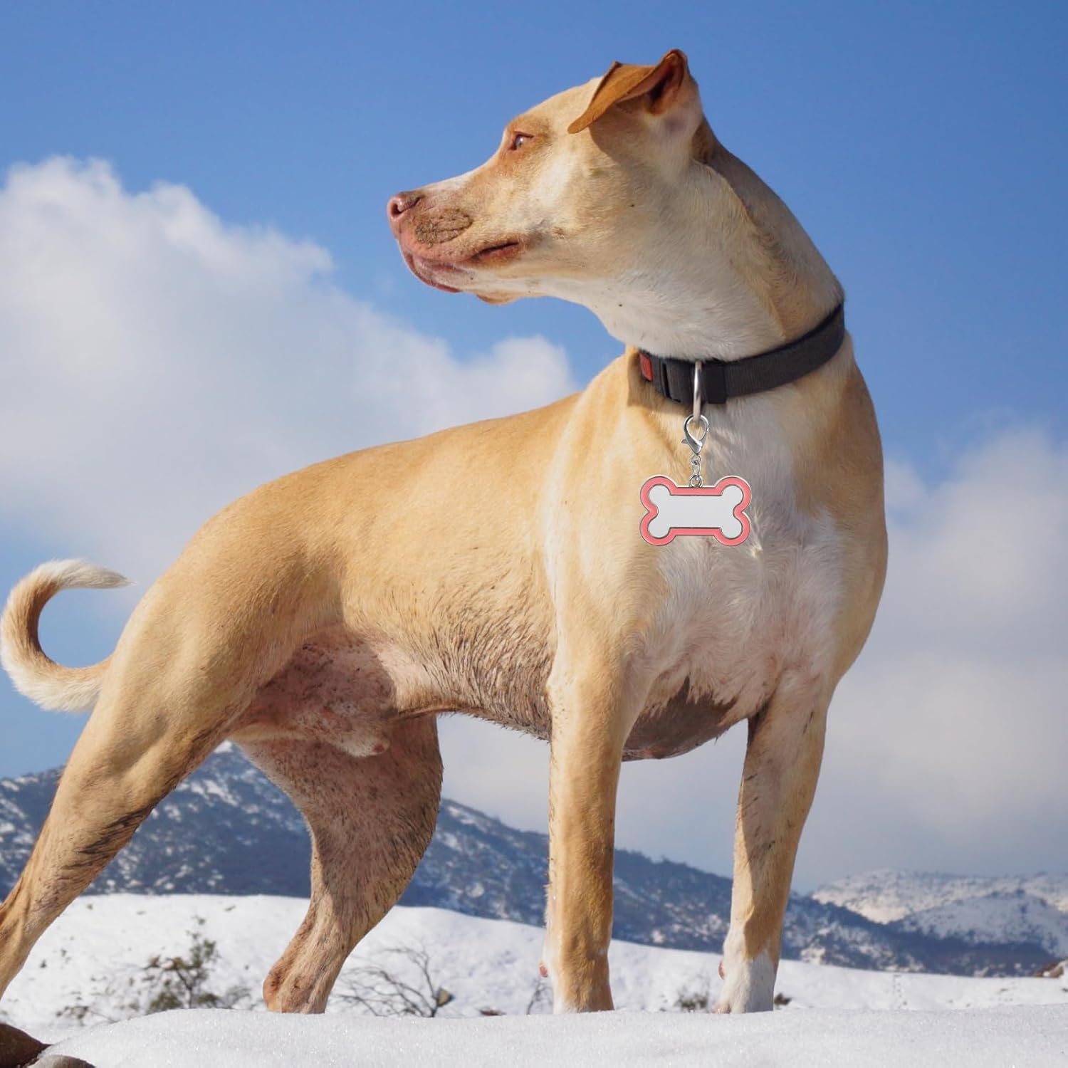 LUOZZY 4 Pcs Sublimation Blank Dog Tags Heat Transfer Puppy Kitten Tags Pendent Blank Craft Pet Tags Supplies - Pink image number 5