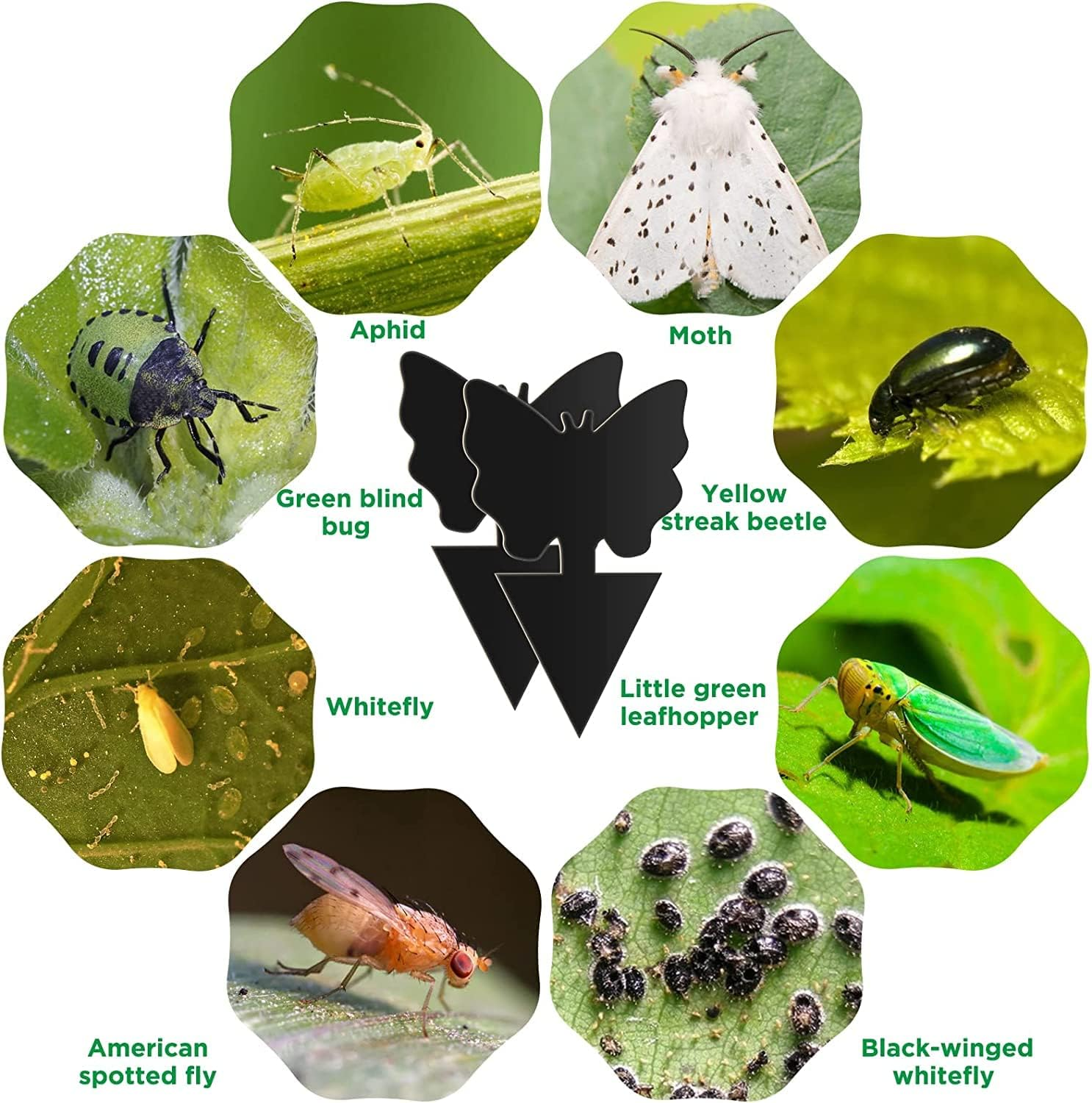 50 Pack Sticky Traps,Fruit Fly Traps Fungus Gnat Traps,Black Sticky Bug Traps Non-Toxic and Odorless for Indoor Outdoor Use Protect the Plant image number 2