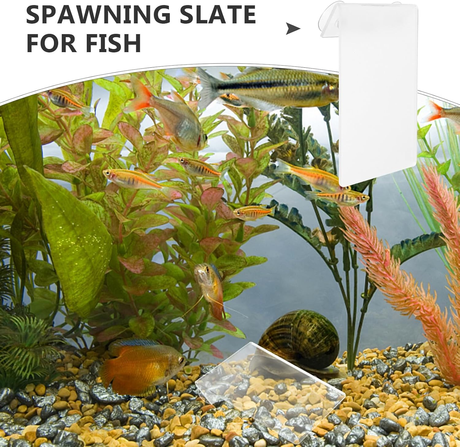 BELLIFFY Fish Breeding Plate with Suction Cups for Fish Tank Nursery Removable Spawning Surface and Shrimp Acrylic Hatchery Incubator for Aquatic Pets image number 6