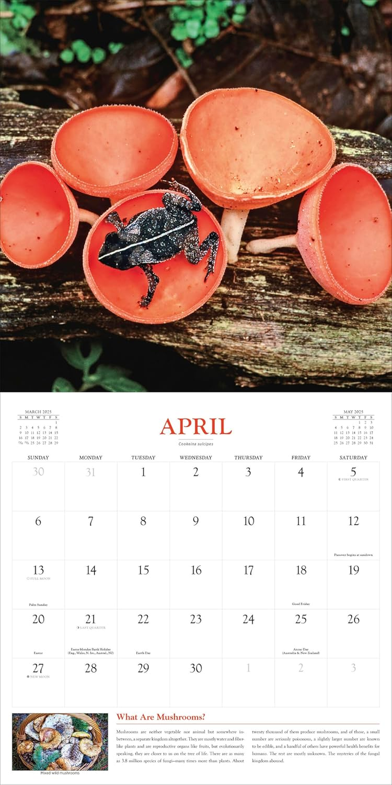 Fantastic Fungi Wall Calendar 2025: Inspired by the Louie Schwartzberg Film image number 2