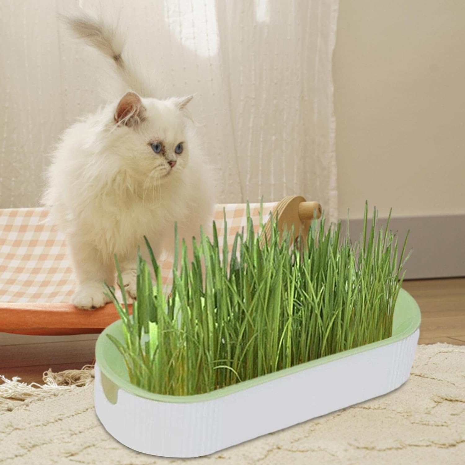 Cat Grass Growing Kit, Pet Grass Growing Kit, Indoor Cat Grass, Cat Grass Planting Box with Seeds, Soil- Cat Snacks Hairball Removal Pet Food for Nursery, Garden and Indoor Balcony image number 5