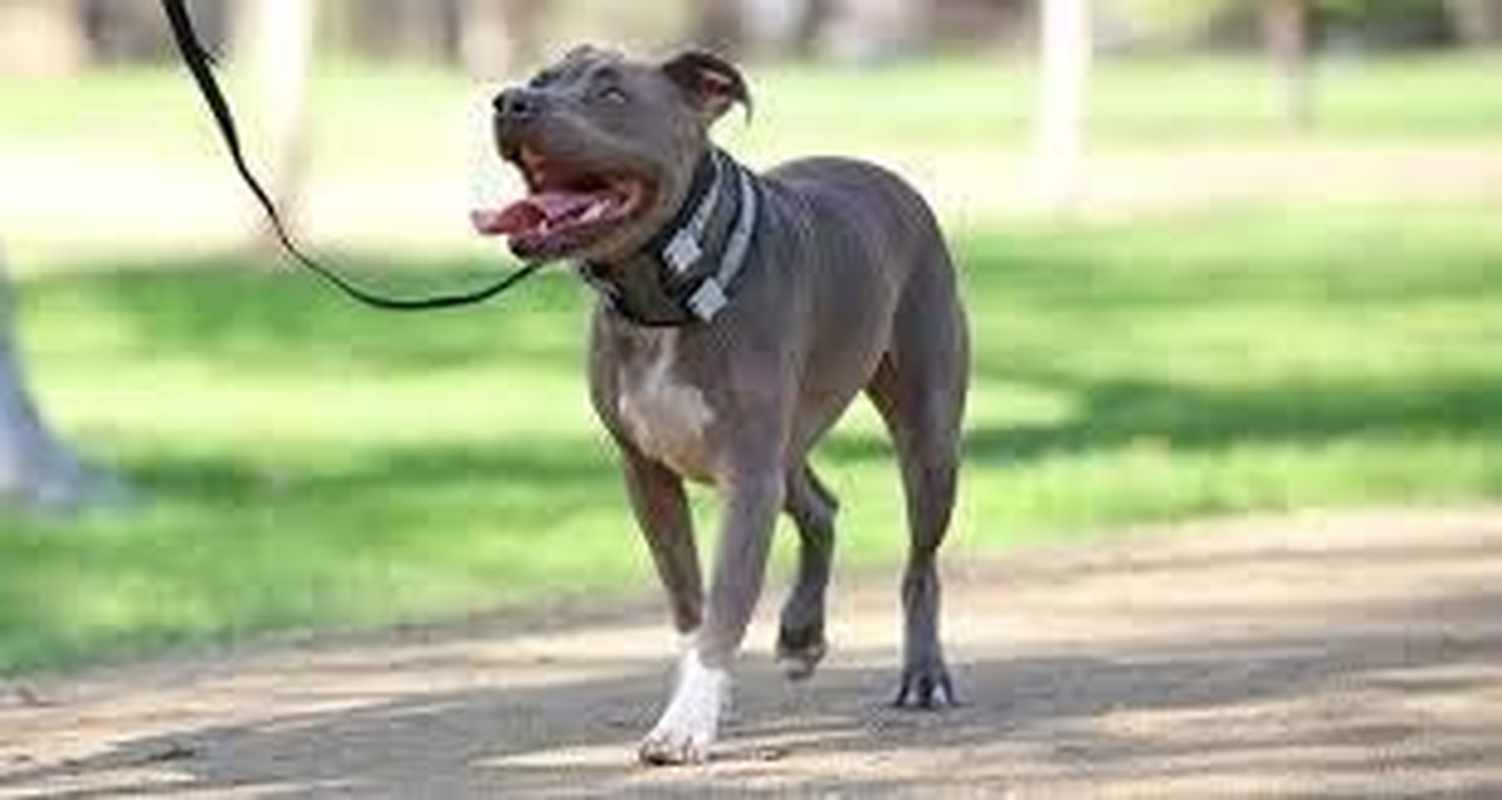 Cesar Millan Pack Leader Collar&trade; - Training Collar of the Dog Whisperer (Large, Blue) image number 4