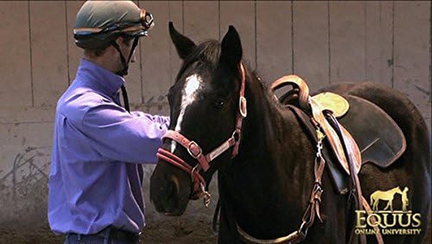 Monty Roberts Dually Headcollar (Small - Red) image number 2