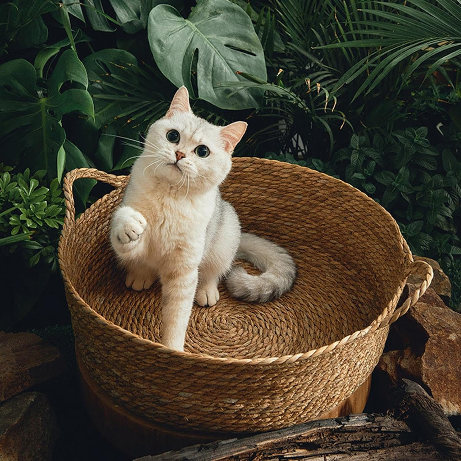 MYCENSE Woven Cat & Dog Bed, round Lounge Bed, Small (46Cmx15Cm), Scratch Resistant, Durable Grass Woven Cat Bed, Cat Scratcher for Puppy & Kitten image number 2