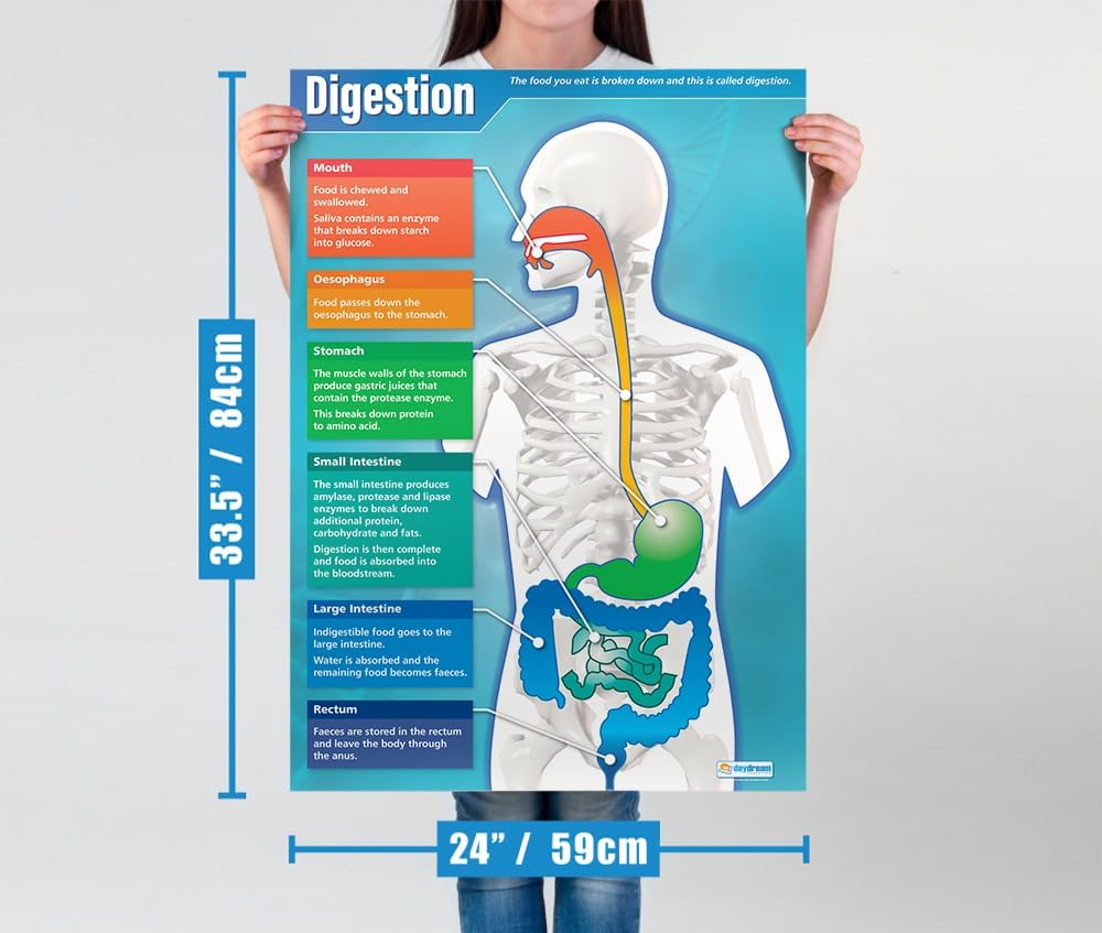 Digestion | Science Posters | Laminated Gloss Paper Measuring 850Mm X 594Mm (A1) | Science Charts for the Classroom | Education Charts by Daydream Education image number 1