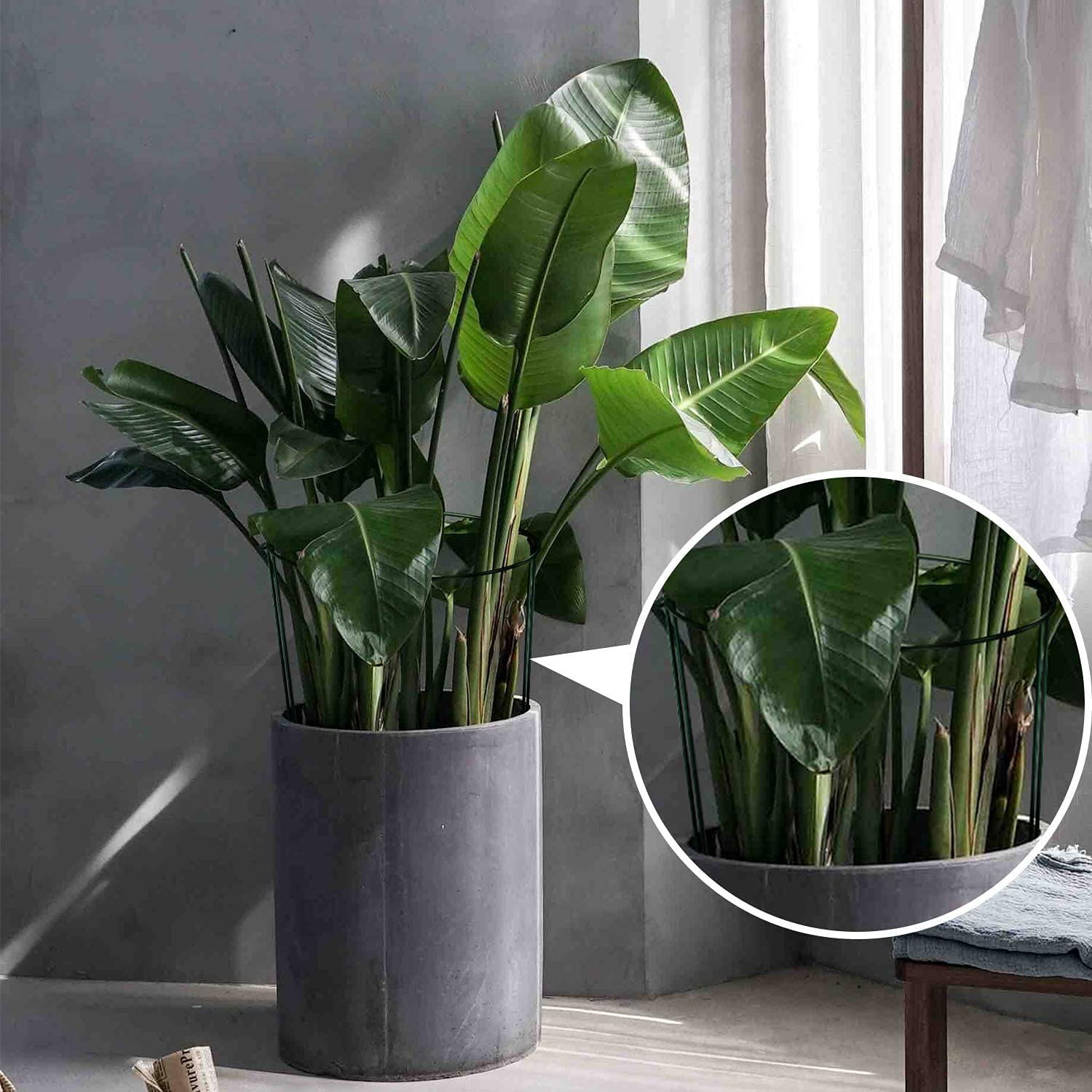 AIEX Plant Support Stakes Metal Garden Stem Support Stake Plant Cage (4Pcs) image number 4