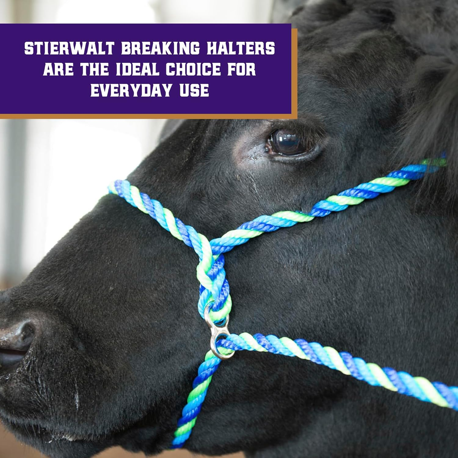 Weaver Leather Livestock Kirk Stierwalt Breaking Halter, Blue/Hurricane Blue/Lime Zest image number 3