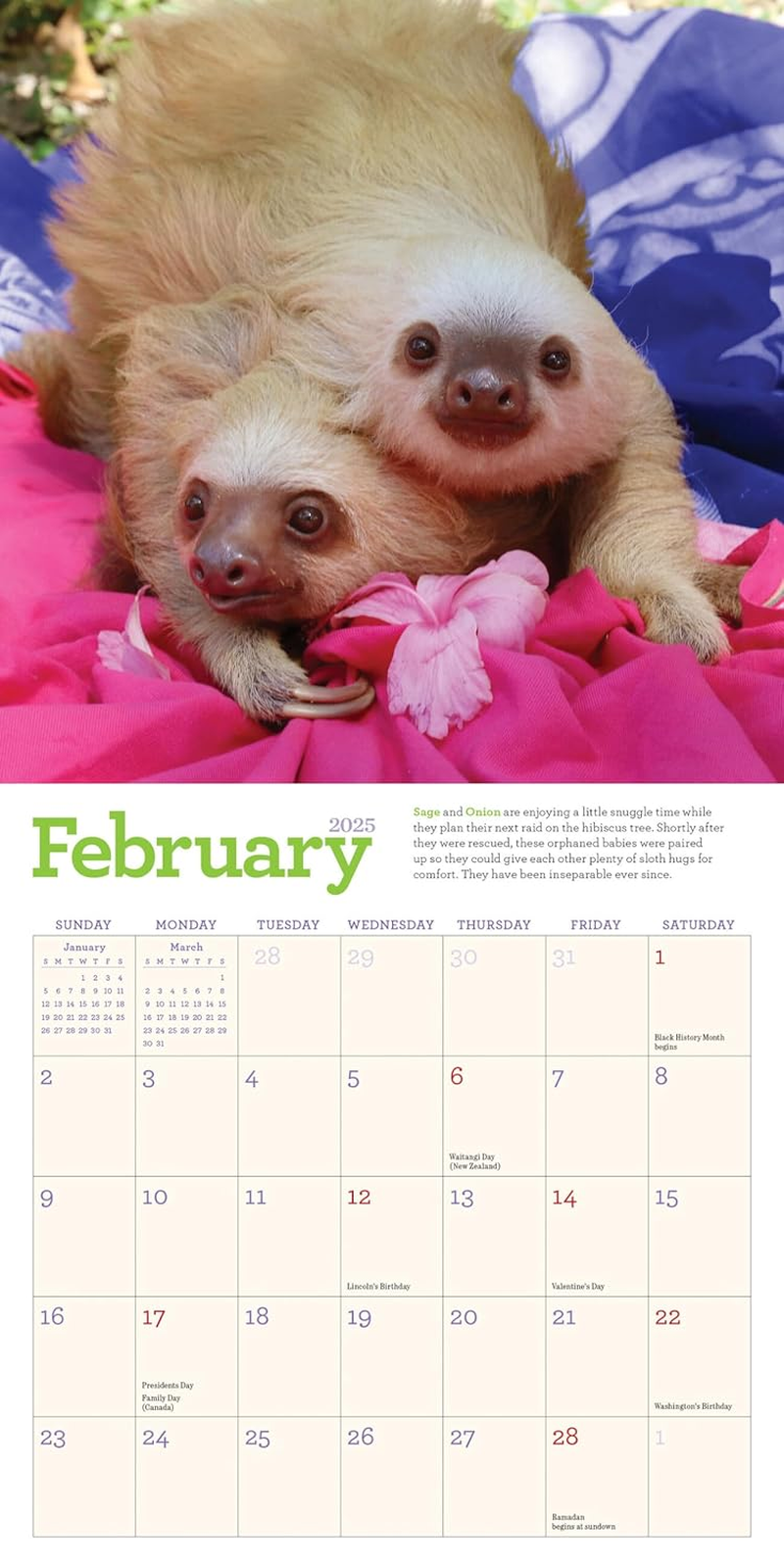 Original Sloths Mini Wall Calendar 2025: Celebrate Life in the Slow Lane