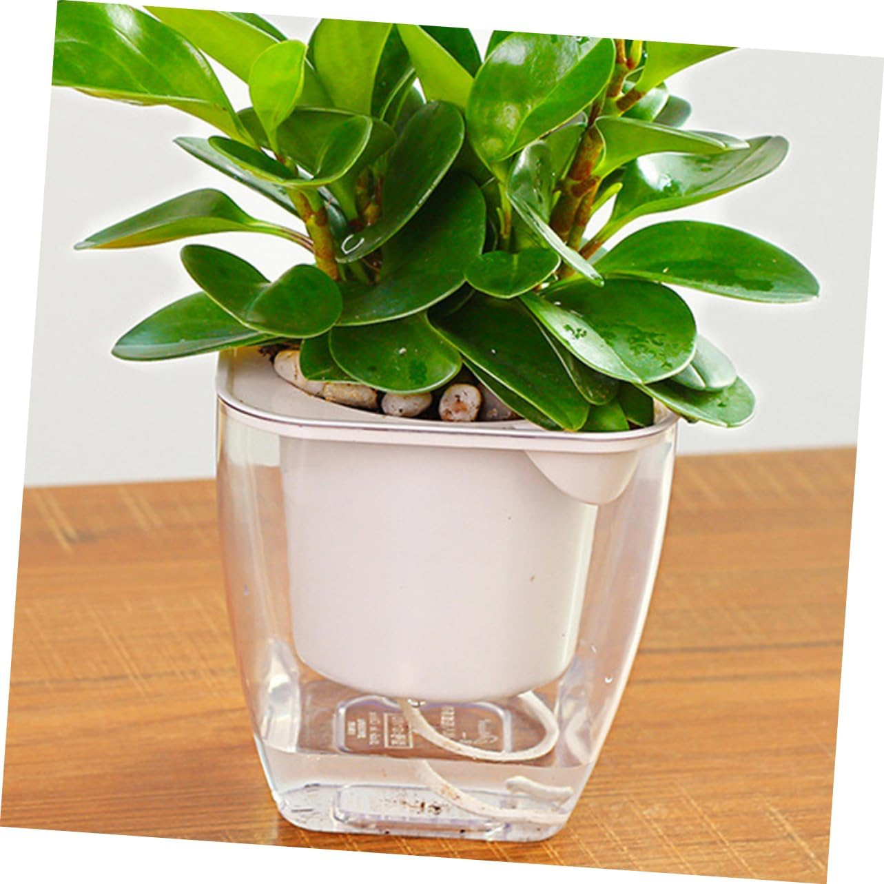 Kisangel Automatic Watering Rope for Self Watering Pot Absorbent Cotton Cord for Potted Plants Hydroponic Supply for Indoor Plants Water