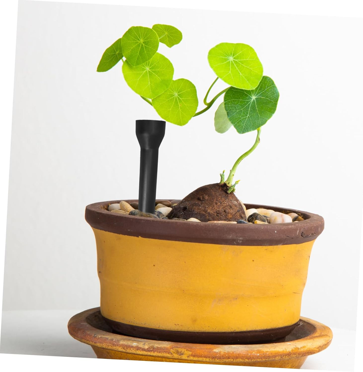 Levemolo 3Pcs Watering Spikes Plant Watering System Stakes Accessories for Indoor Outdoor Gardening image number 4