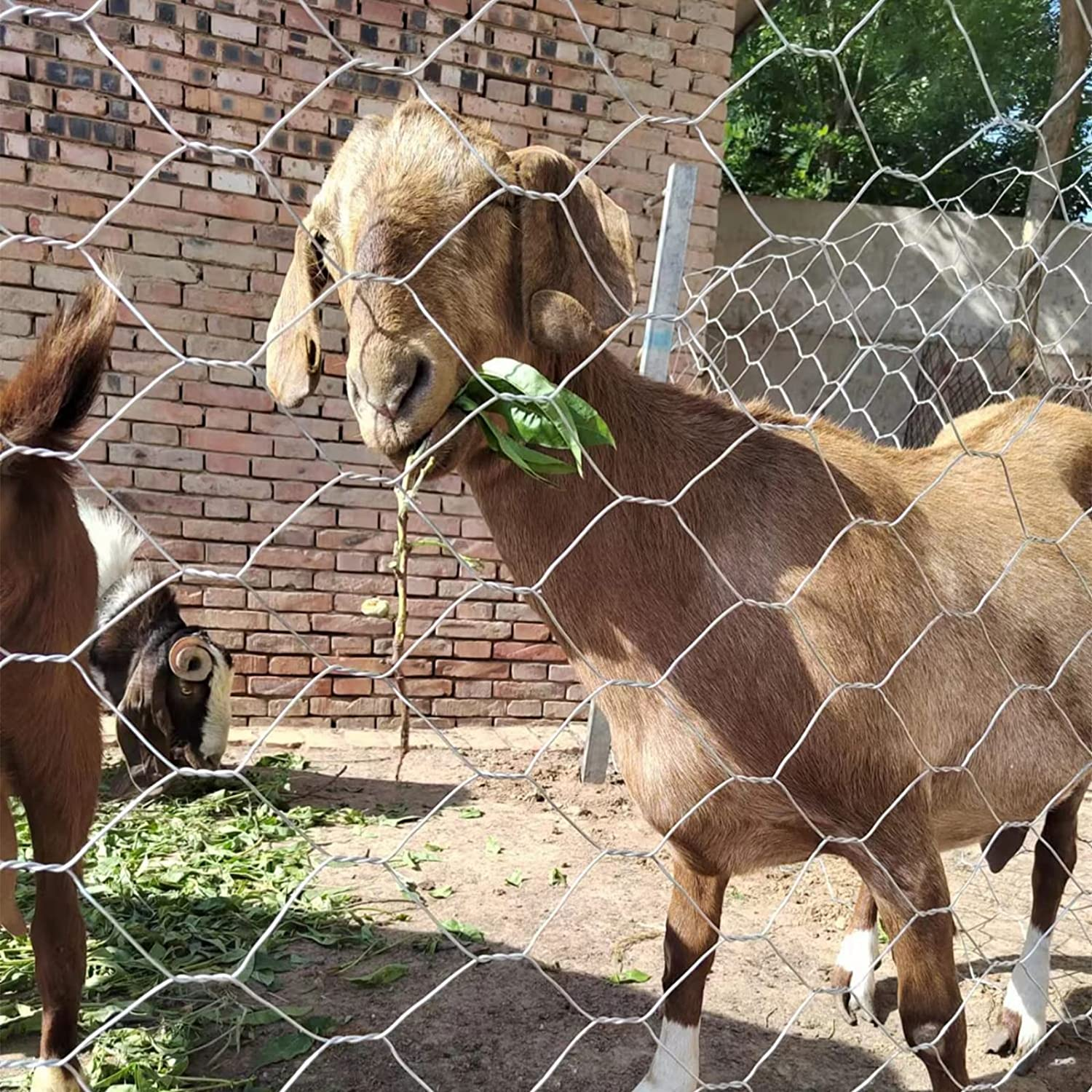 13.78 X 157.48 Inch Galvanized Hexagonal Wire Mesh Lightweight Metal Hexagonal Wire Netting for Craft Projects, Home Use and Gardening W200031 image number 2