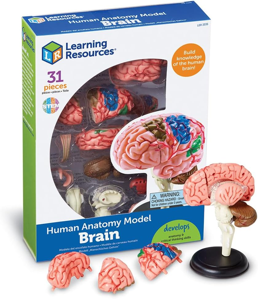 Learning Resources Brain Model image number 2