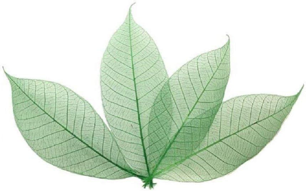 100 Pcs 4-5 Inch Skeleton Leaves Rubber Tree Natural Scrapbooking Craft DIY Card Wedding, Large Leaves (Green Color) image number 5