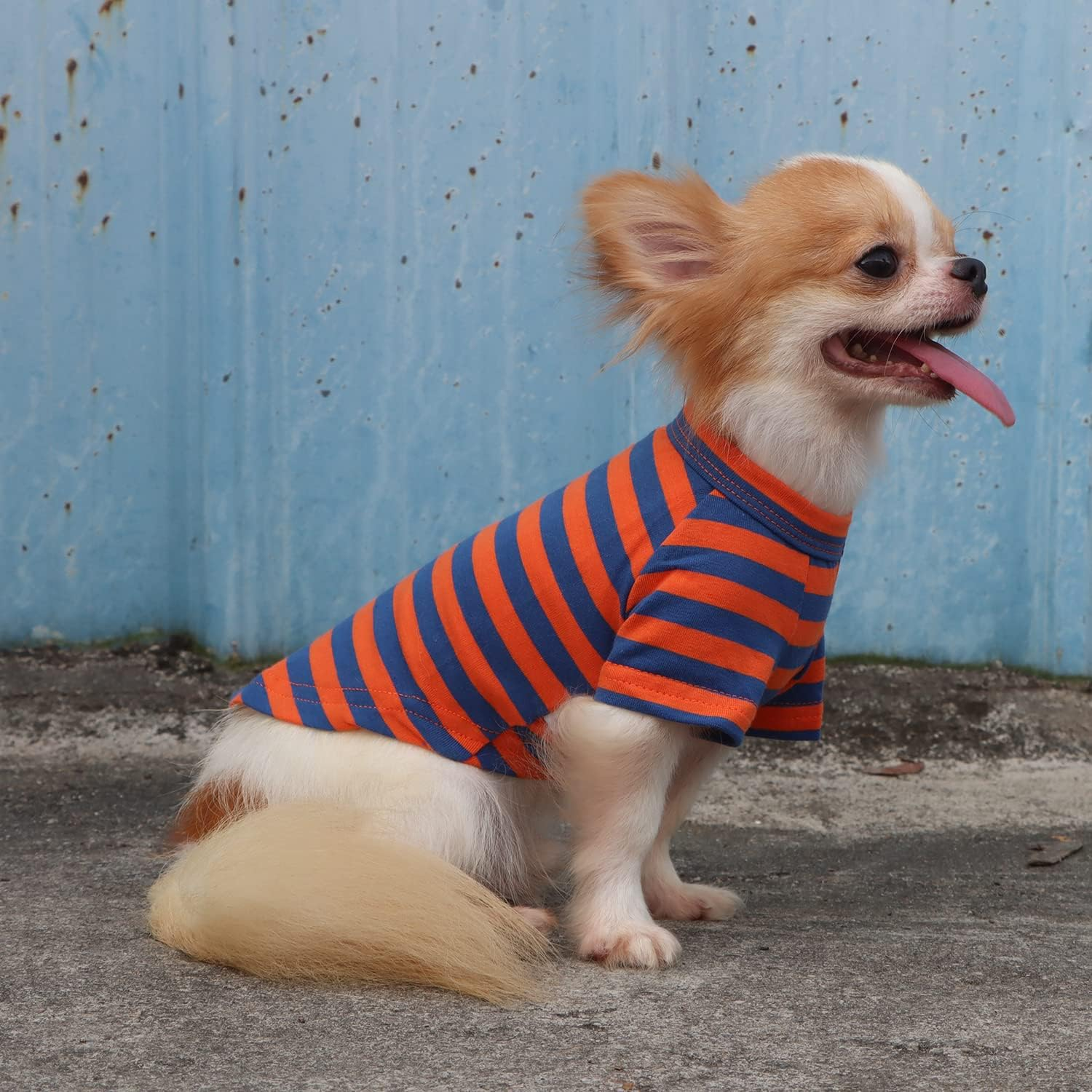 LOPHIPETS 100% Breathable Cotton Striped Dog Tee Shirt T-Shirt for Small Dogs Chihuahua Puppy Clothes -Orange and Blue Strips/M