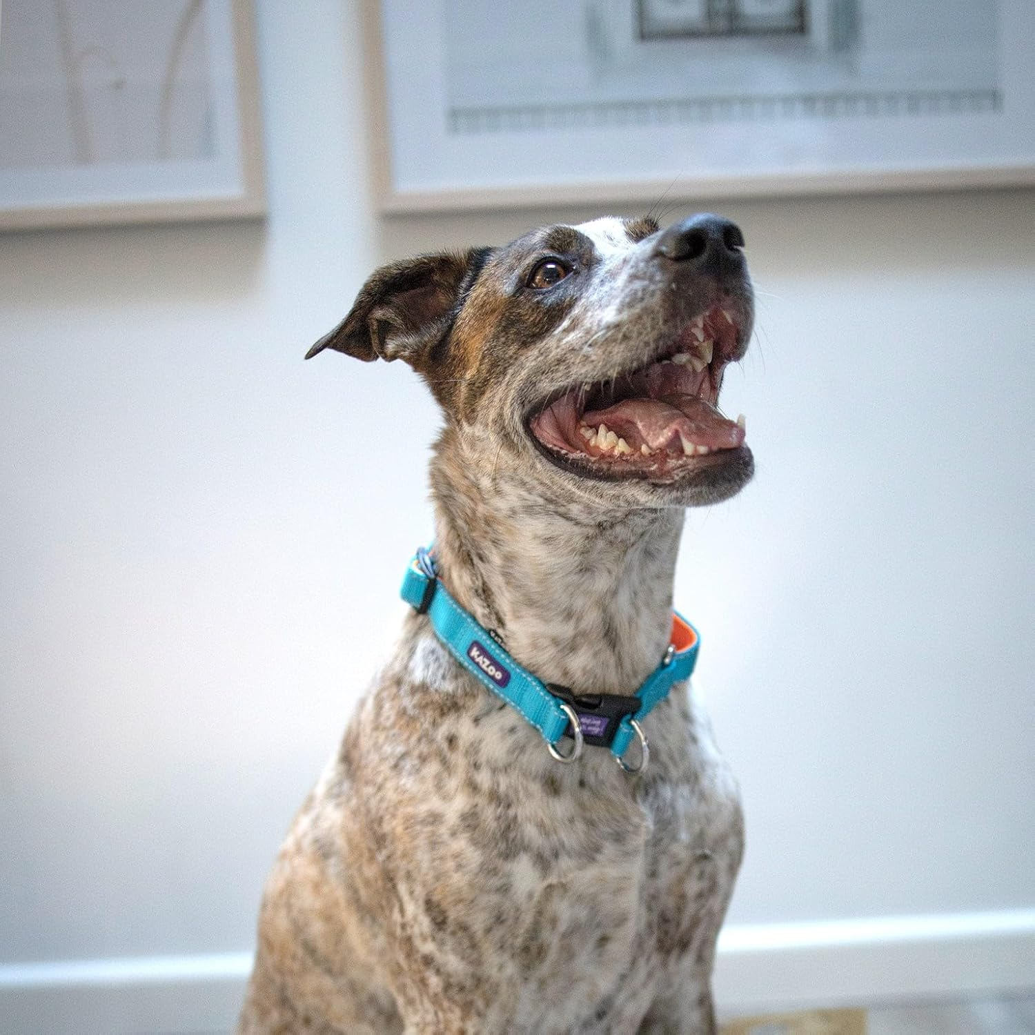 Kazoo Active Easy-Clip Dog Collar, Ocean Sunrise, Large image number 1